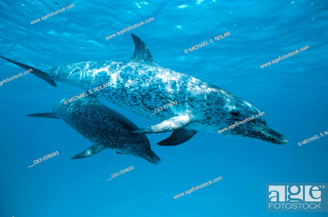 Stock Photo: Spotted dolphin pair off Little Bahama banks. Grand Bahama Island.
