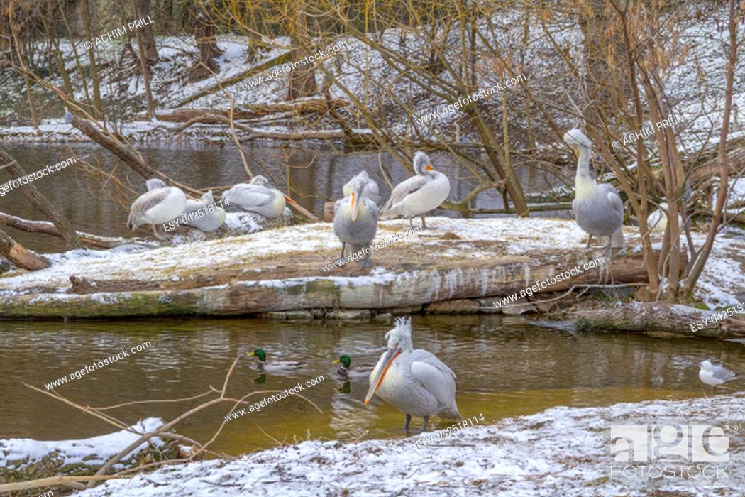 Stock Photo: riparian scenery including some pelicans at winter time.