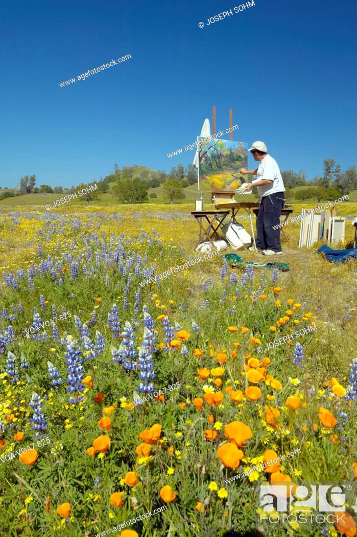 Stock Photo: Painter painting a landscape on canvas in field of multi-colored flowers on Shell Creek Road, off highway 58, CA.