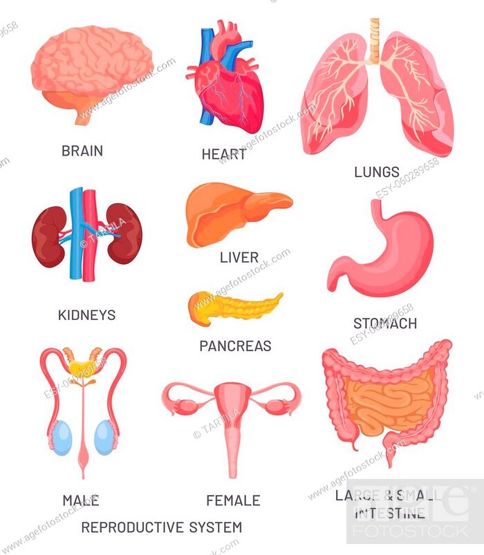Human organs. Cartoon brain, pancreas and intestine. Male and female  reproductive system, Stock Vector, Vector And Low Budget Royalty Free  Image. Pic. ESY-060289658 | agefotostock