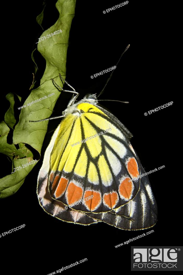 Stock Photo: Common Jezebel Butterfly photographed at Amboli.