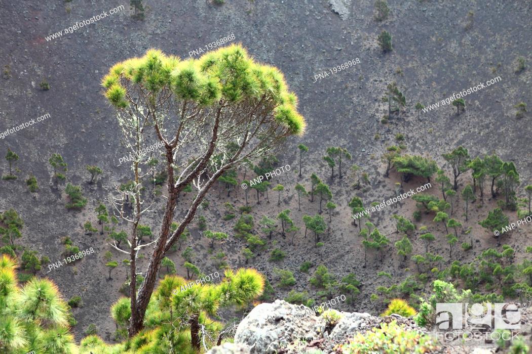 Stock Photo: Canary Island pine Pinus canariensis - La Palma, Canary Islands, Spain, Europe.