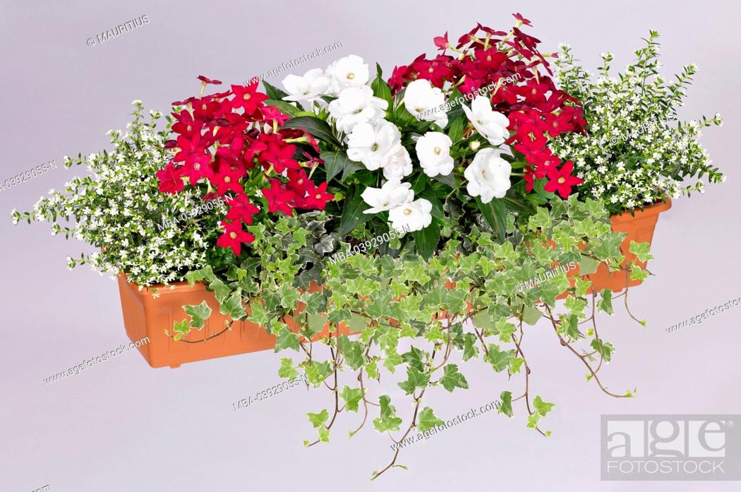 Stock Photo: Balcony box, expertly planted,.