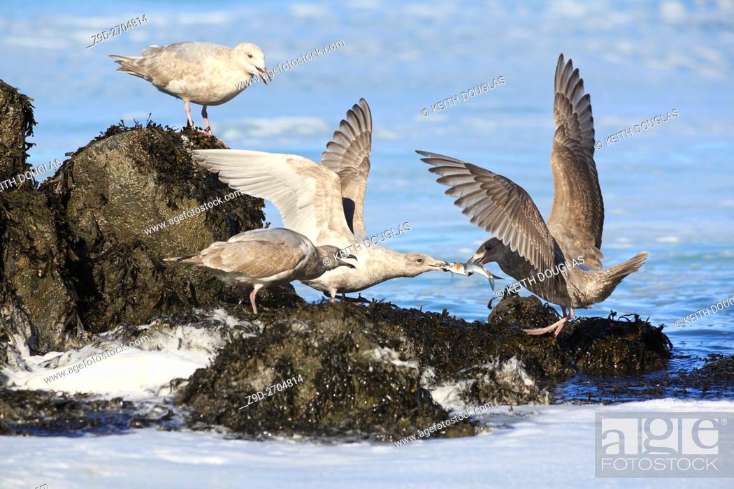 Stock Photo: Gulls fighting over herring, near Nanaimo, Vancouver Island, British Columbia.