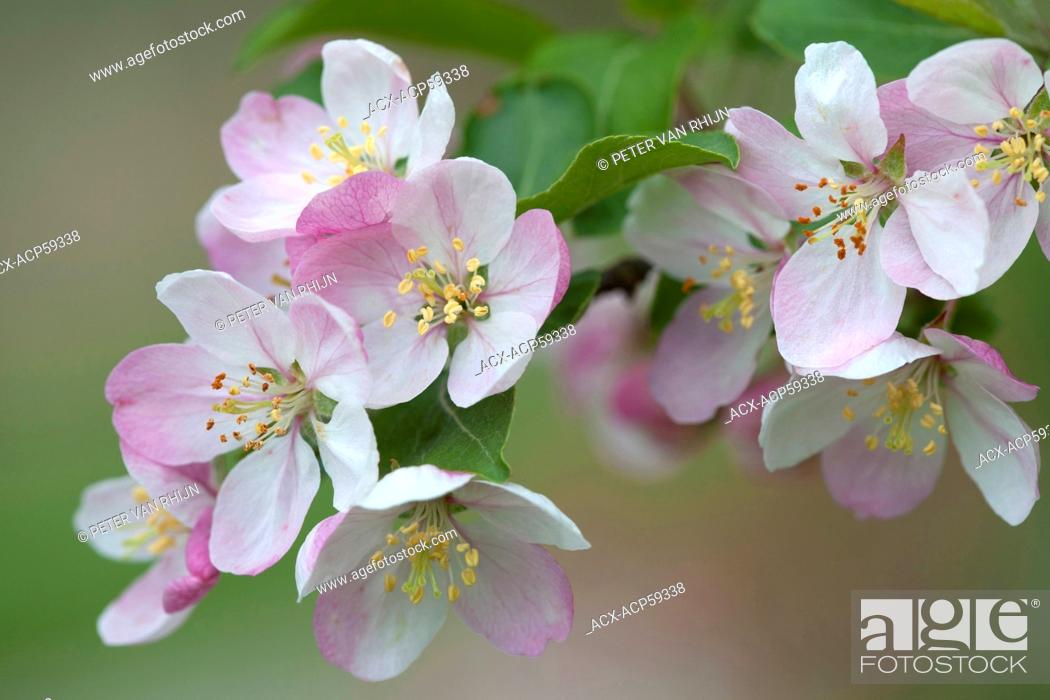 Photo de stock: Apple Blossom.