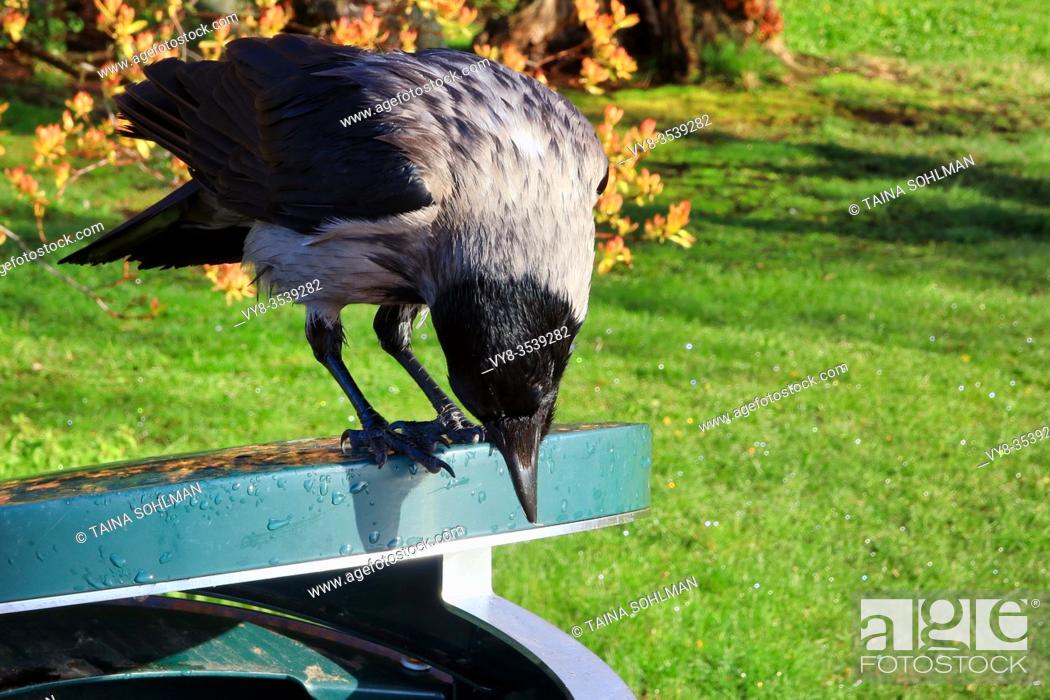 Stock Photo: Clever Hooded Crow, Corvus cornix, perched on top of a garbage can in the park and searching for food, surviving in an urban area. Helsinki, Finland.