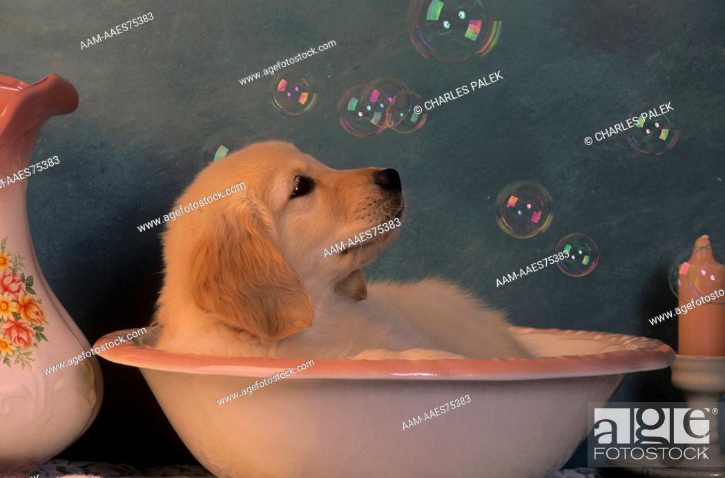 Golden Retriever Puppy In Bath With Soap Bubbles Columbus Missouri Stock Photo Picture And Rights Managed Image Pic Aam Aaes75383 Agefotostock