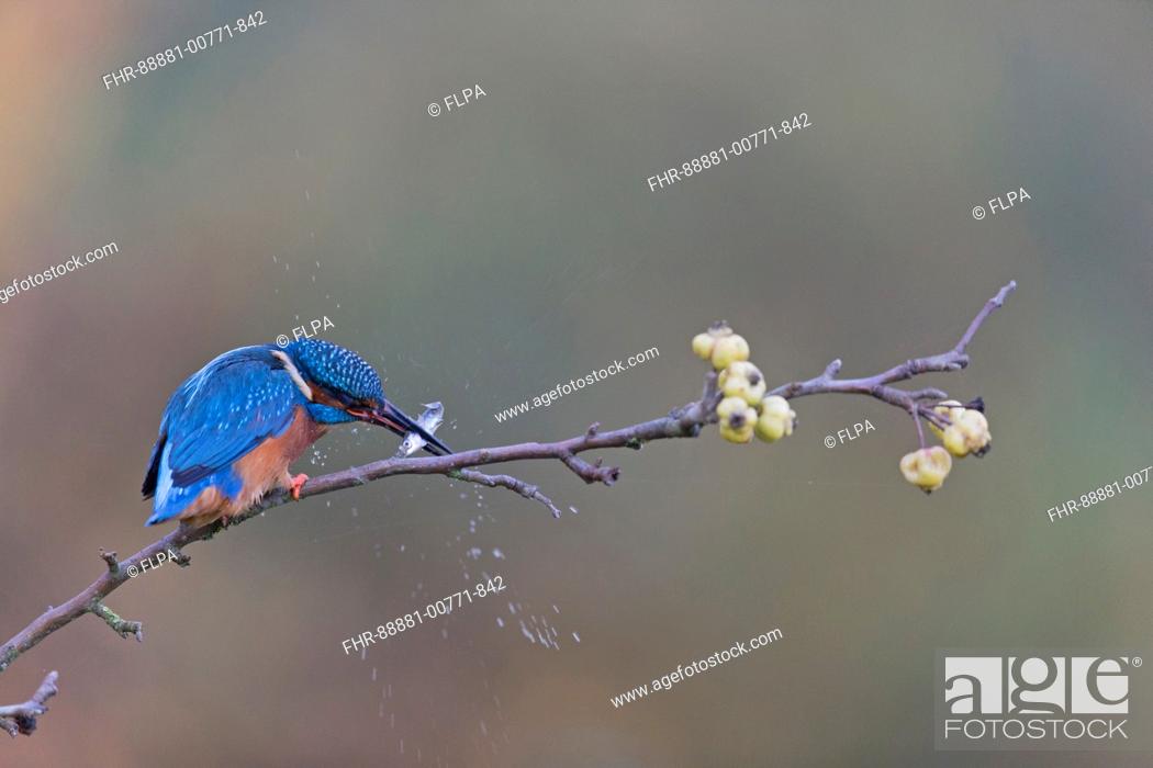 Stock Photo: Common Kingfisher (Alcedo atthis) adult male, perched on crab apple branch, hitting Three-spined Stickleback (Gasterosteus aculeatus) prey, Suffolk, England.