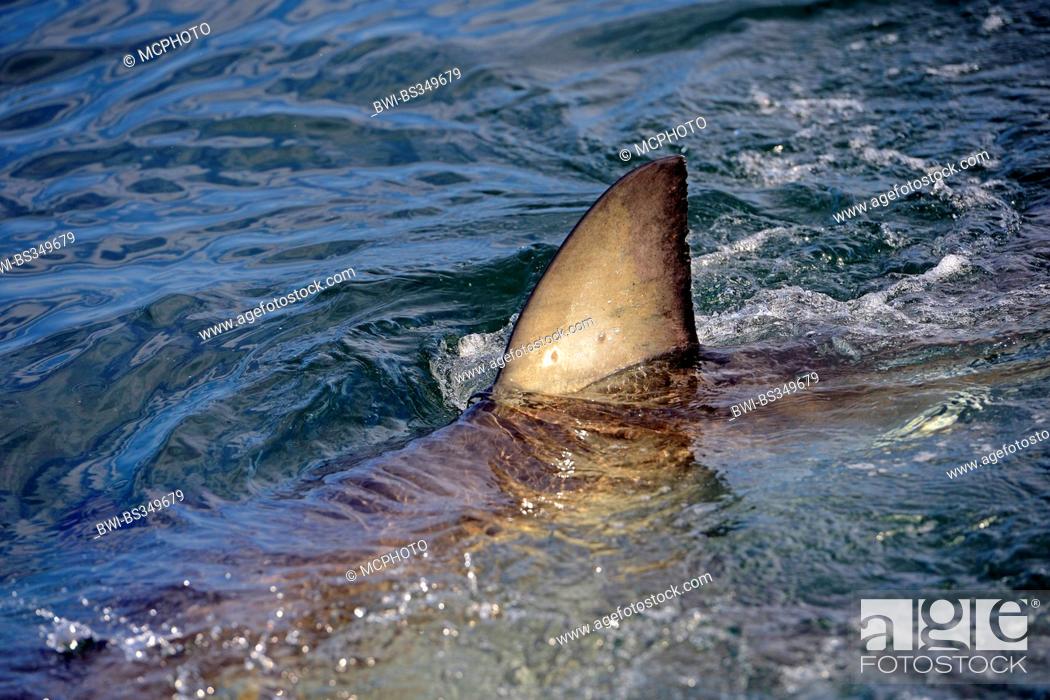 Photo de stock: great white shark (Carcharodon carcharias, Carcharodon rondeletii), shark's fin at water surface, South Africa, Western Cape, Seal Island.