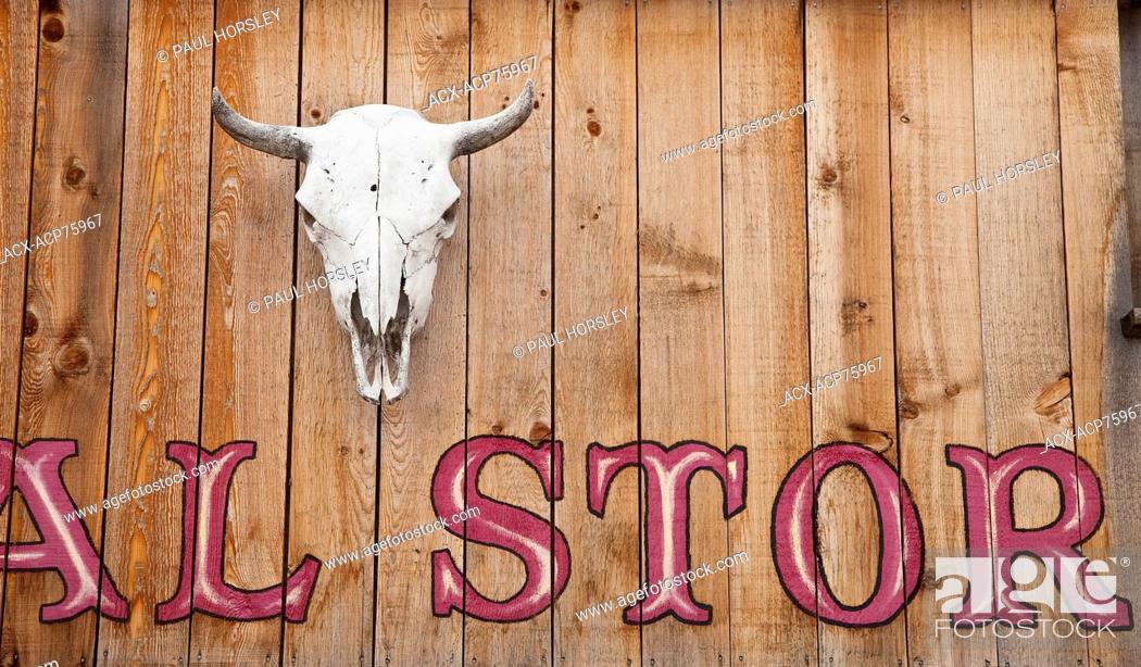 Stock Photo: Bison skull on wooden storefront, Alberta, Canada.