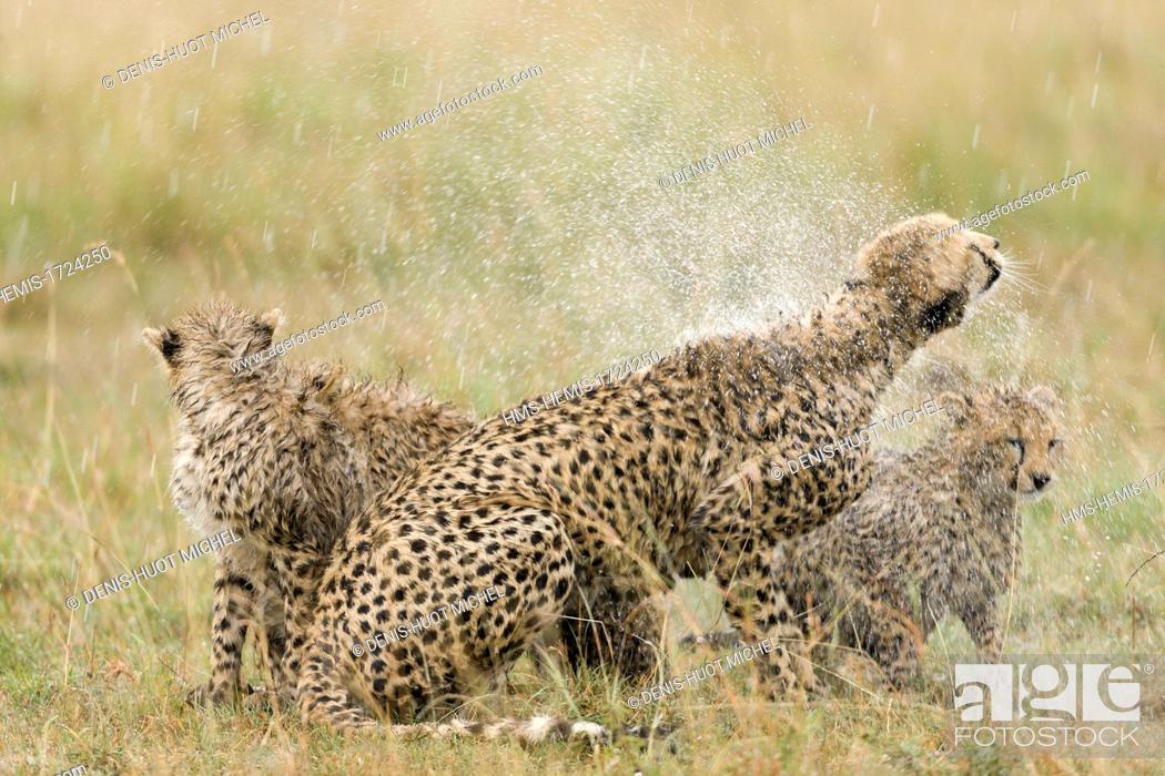 Stock Photo: Kenya, Masai-Mara game reserve, cheetah (Acinonyx jubatus), female and cub sahking the head after the rain.