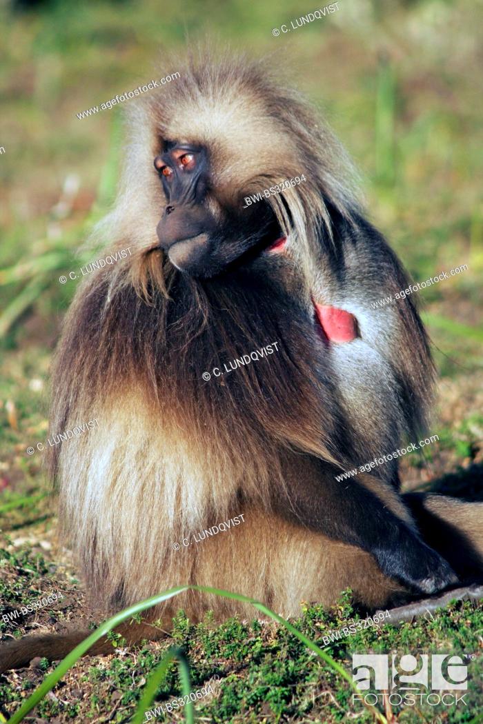 gelada, gelada baboons (Theropithecus gelada), turning the head, Ethiopia,  Gondar, Stock Photo, Picture And Rights Managed Image. Pic. BWI-BS320694 |  agefotostock