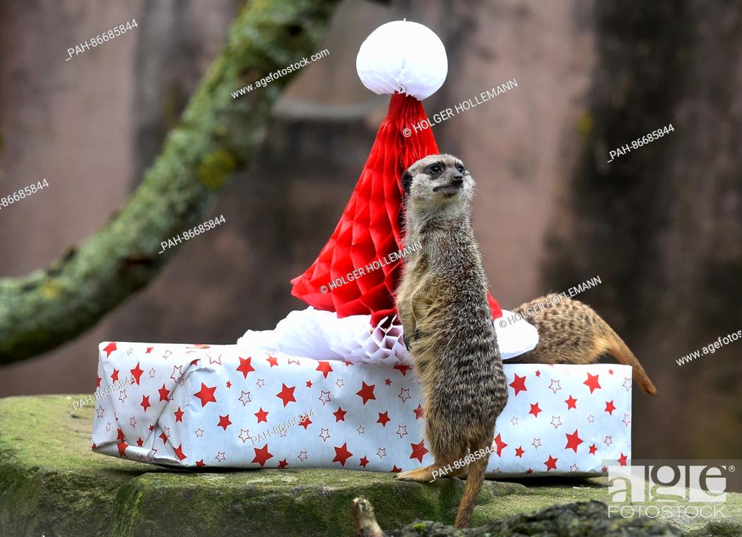 Stock Photo: A meerkat guards a present topped with a Christmas hat and filled with delicious mealworms at Hanover Adventure Zoo in Hanover, Geramny, 20 December 2016.
