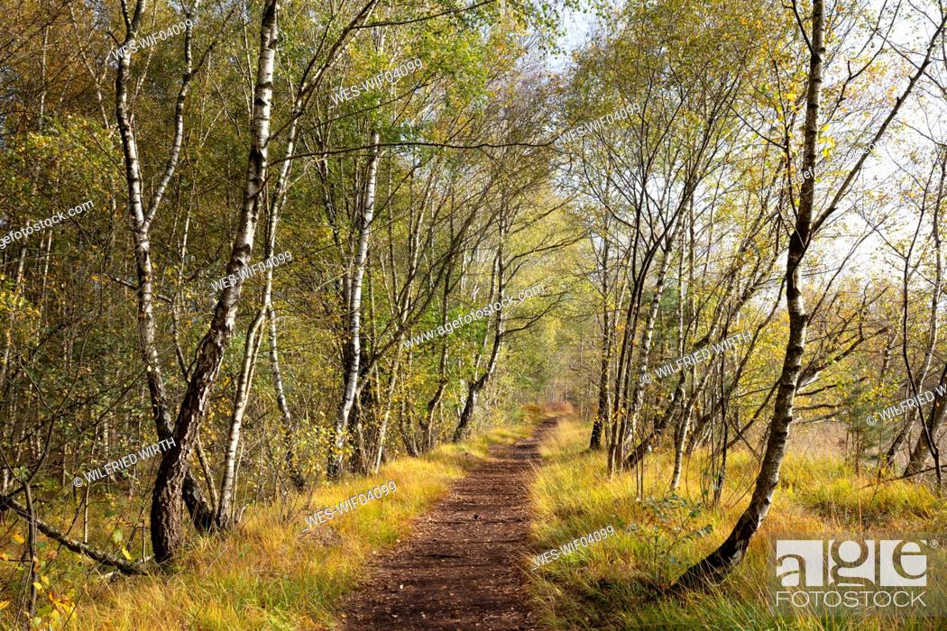 Stock Photo: Germany, North Rhine-Westphalia, Birch trees beside empty footpath in Venner Moor nature reserve.