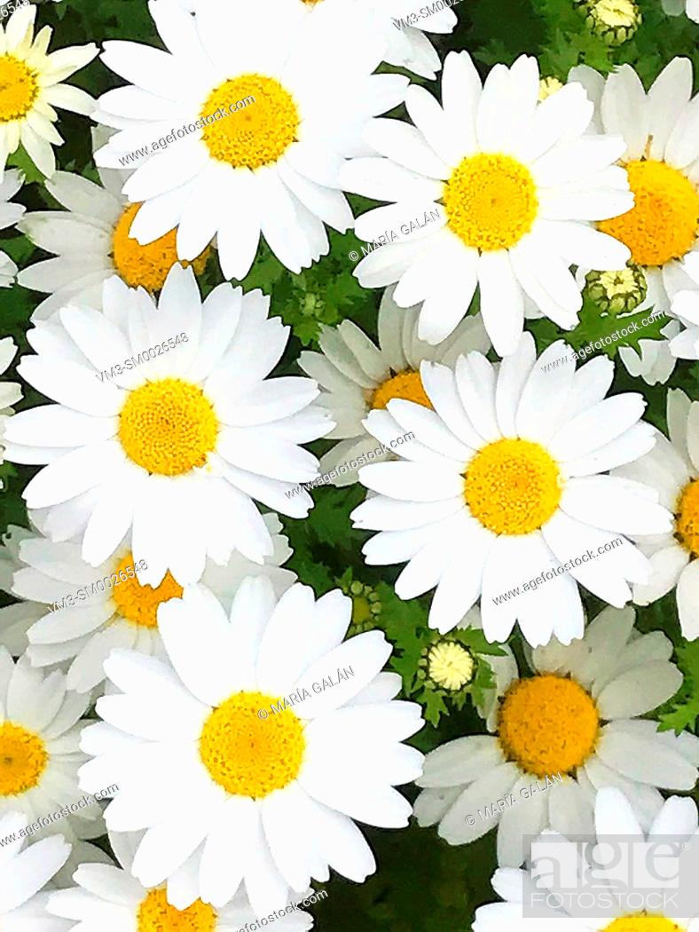 Stock Photo: Daisy flowers.