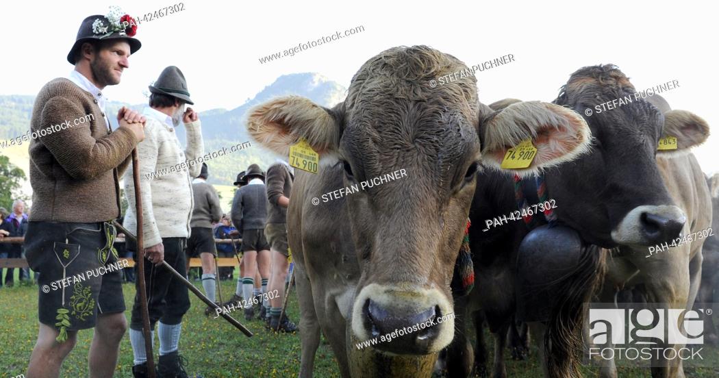 Stock Photo: Pastoralists stand next to a herd of cows in Bad Hindelang, Germany, 11 September 2013. In autumn, herds fed on alpine pastures in the mountains during summer.