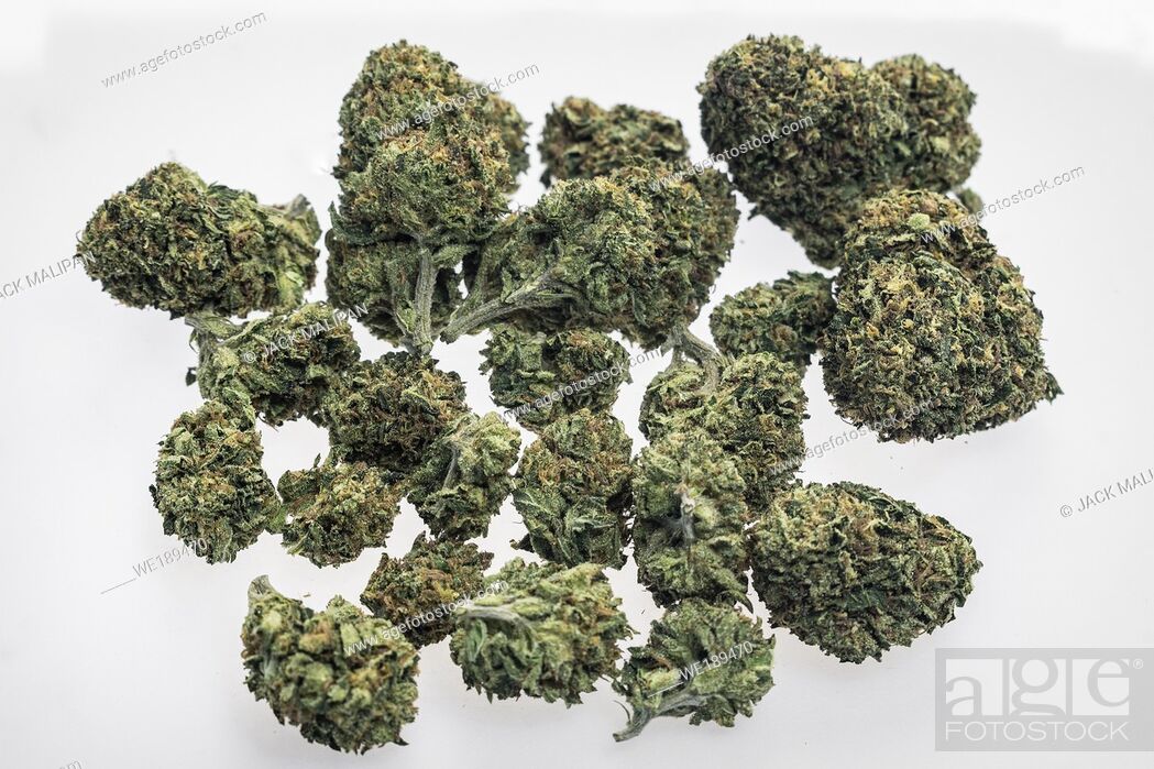 Stock Photo: US medical marijuana cannabis buds closeup on white studio background in california.