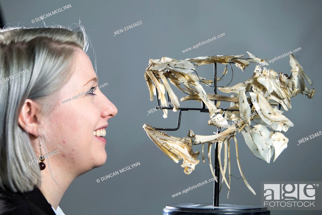 Stock Photo: A cod's skull used to teach anatomy and a fork surgically removed from a sailor’s back are among the highlights at a University of Edinburgh exhibition.