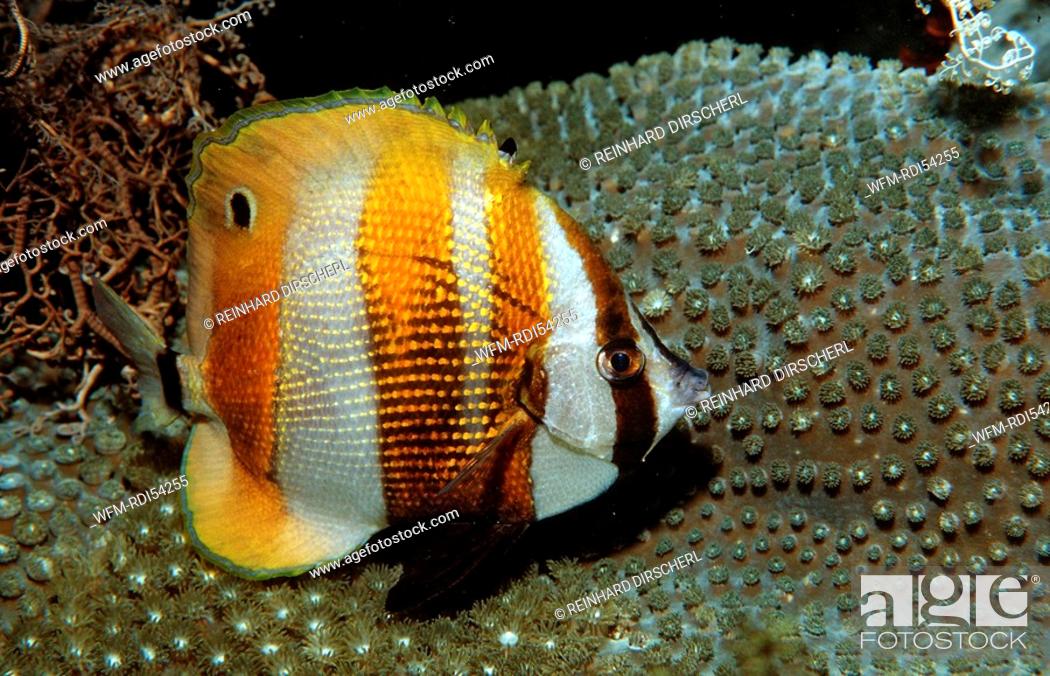Stock Photo: Orangebanded coralfish, Coradion chrysozonus, Bali Indian Ocean, Indonesia.