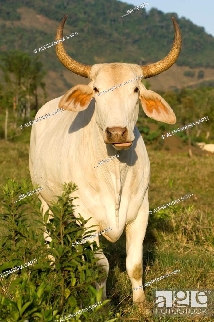 Zebu (Bos primigenius indicus), Costa Rica, Central America, Stock Photo,  Picture And Rights Managed Image. Pic. IBR-661314 | agefotostock