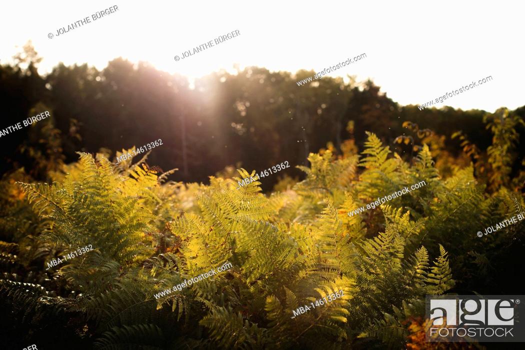 Imagen: Fern in golden autumn colors.