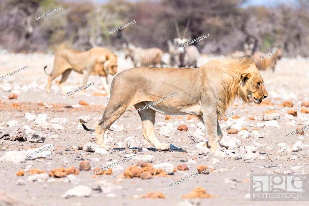 Stock Photo: Young male Lion, ready for attack, walking towards herd of Zebras running away, defocused in the background. Wildlife safari in the Etosha National Park.