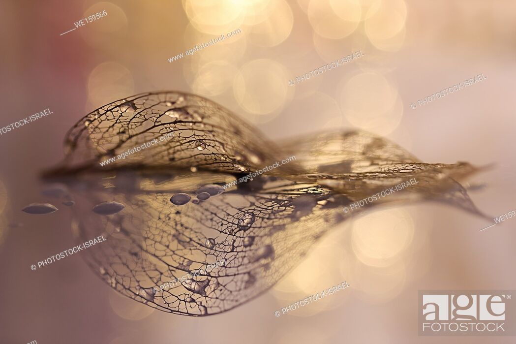 Stock Photo: Close up of a dry decaying leaf.