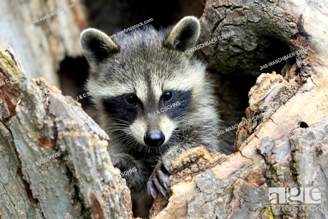Photo de stock: North American Raccoon, common raccoon, North American raccoon, (Procyon lotor), young on tree alert portrait, Pine County, Minnesota, USA, North America.