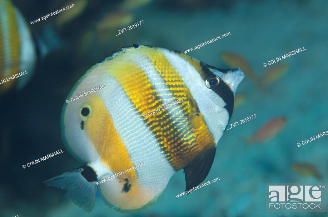Stock Photo: Orange-banded Coralfish (Coradion chrysozonus), Keruo Channel dive site, Penemu Island, Raja Ampat (4 Kings) area, West Papua, Indonesia.
