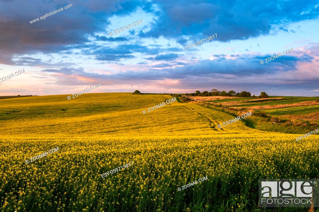 Stock Photo: Spring sunset rapeseed yellow blooming fields view, blue sky with clouds in evening sunlight. Natural seasonal, good weather, climate, eco, farming.