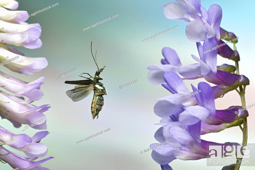 Stock Photo: Thick-legged flower beetle (Oedemera nobilis) in flight on the flowers of a tufted vetch (Vicia cracca).