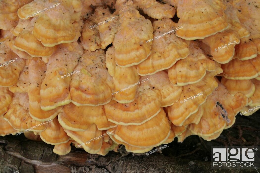 Stock Photo: Chicken of the woods, Chicken Mushroom Laetiporus sulphureus - Beekbergerwoud, Apeldoorn, Veluwe, Guelders, The Netherlands, Holland, Europe.