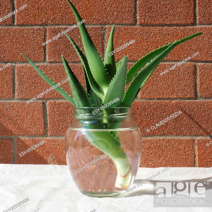 binde filter Bliv oppe Aloe vera aka true aloe or chinese aloe plant cutting, Stock Photo, Picture  And Low Budget Royalty Free Image. Pic. ESY-059289486 | agefotostock