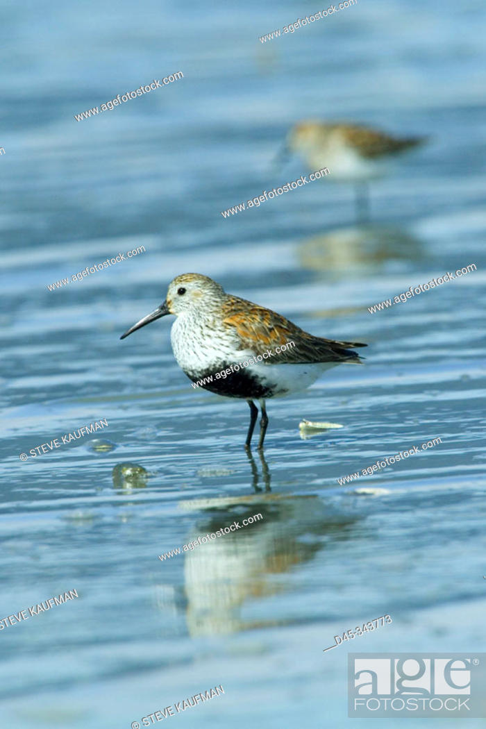 Stock Photo: Dunlin in spring migration on the Copper River Delta. Birds stop over to feed on the rich mudflats of the region.