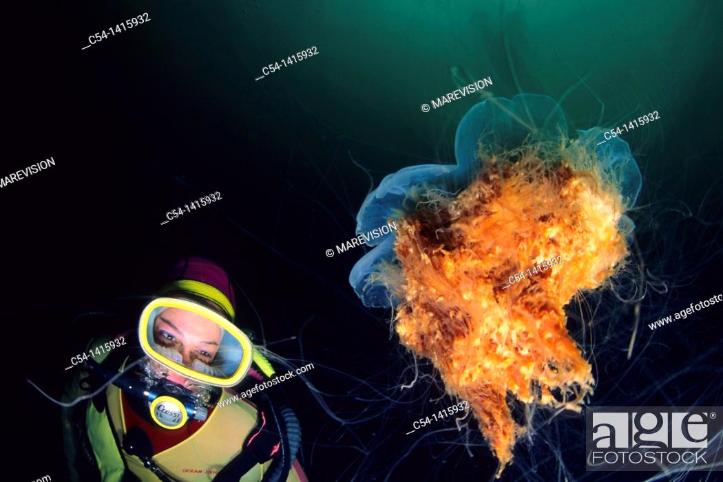 Stock Photo: Diver and Lion's mane jellyfish (Cyanea capillata), Alesund, Norway.