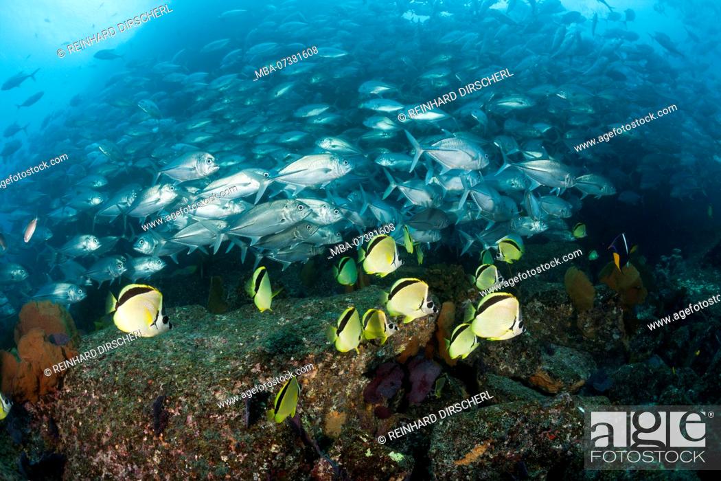 Stock Photo: Bigeye Trevally and Barberfishes, Caranx sexfasciatus, Cabo Pulmo, Baja California Sur, Mexico.