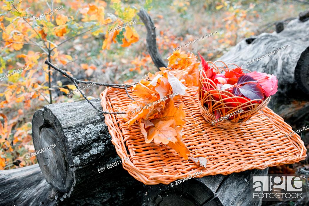 Stock Photo: Juicy apples on a wicker tray, surrounded by fallen autumn leaves. Beautiful branch with dry leaves lying around apples. Five beautiful juicy apples.