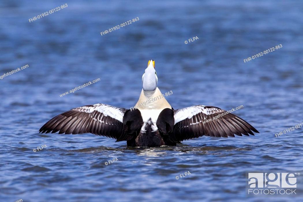 Stock Photo: King Eider (Somateria spectabilis) adult male, stretching wings on water, Ythan Estuary, Aberdeenshire, Scotland, May.
