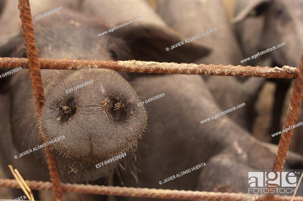 Stock Photo: Pigs of the Iberian breed, Spain, Pata negra, Jabugo.