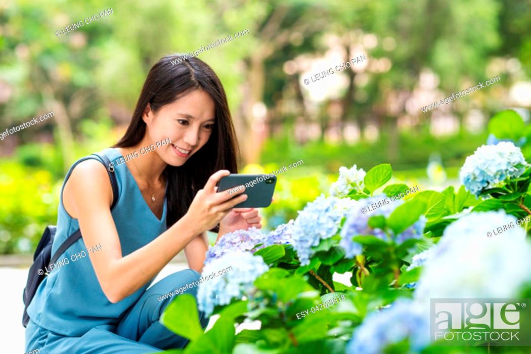 Photo de stock: Woman taking photo on Hydrangea flower in the garden.