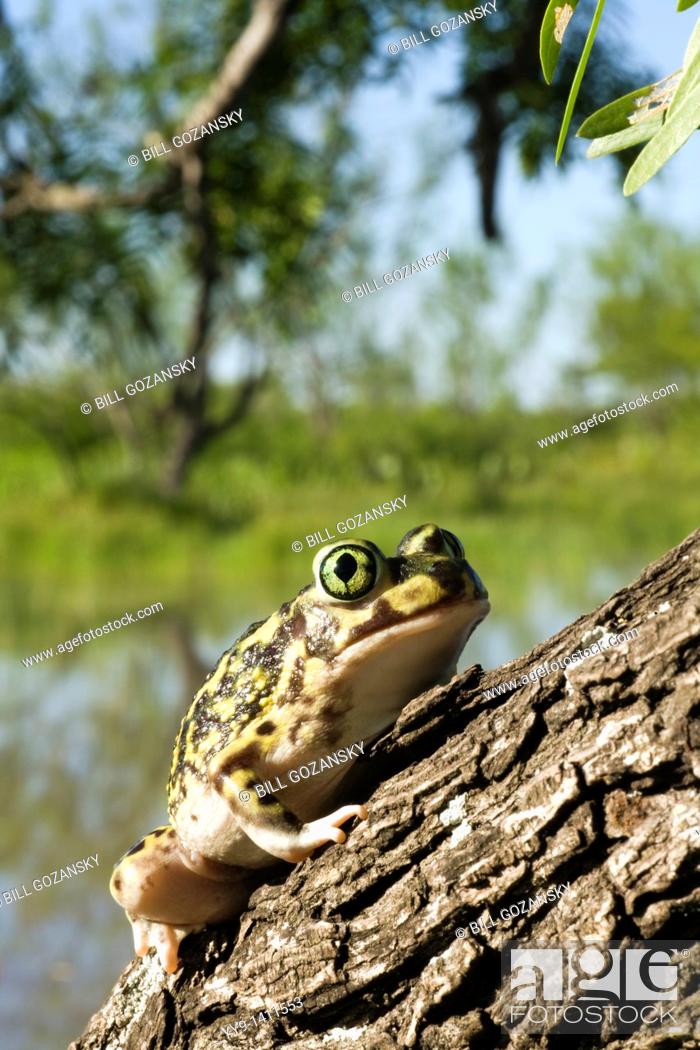 Photo de stock: Couch's Spadefoot Toad - Los Novios Ranch - near Cotulla, Texas USA.