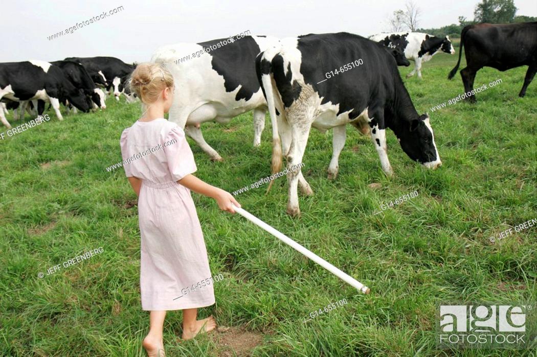 Stock Photo: Amish Farm Tour, girl, coralling, driving cows towards barn, milking. Shipshewana. Indiana. USA.