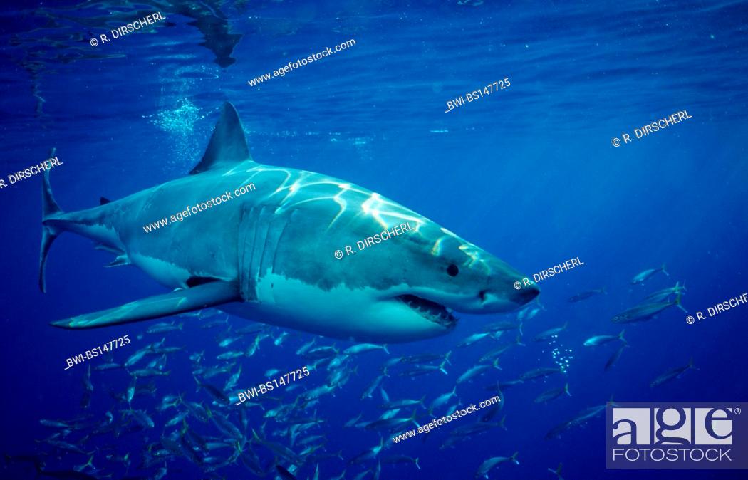 Stock Photo: great white shark (Carcharodon carcharias, Carcharodon rondeletii), swimming under water surface, Mexico, Guadalupe.