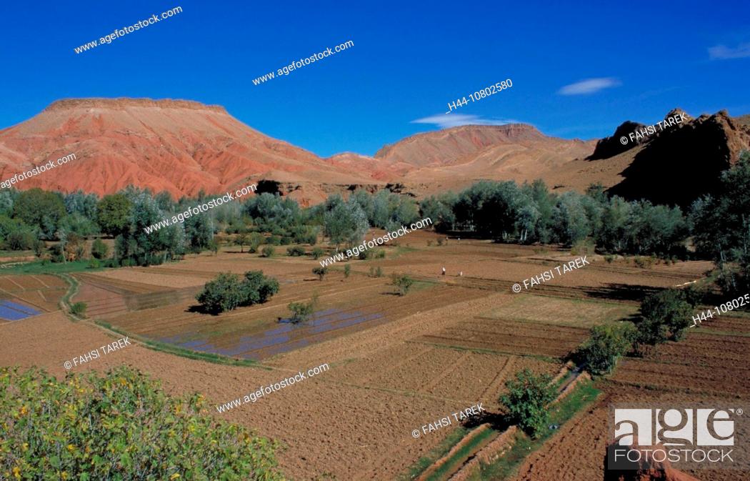 Stock Photo: East, El Kelaa M'Gouna, fields, Morocco, Africa, mountains, Ouarzazate, rose valley, Skoura, Valeé du Roses.