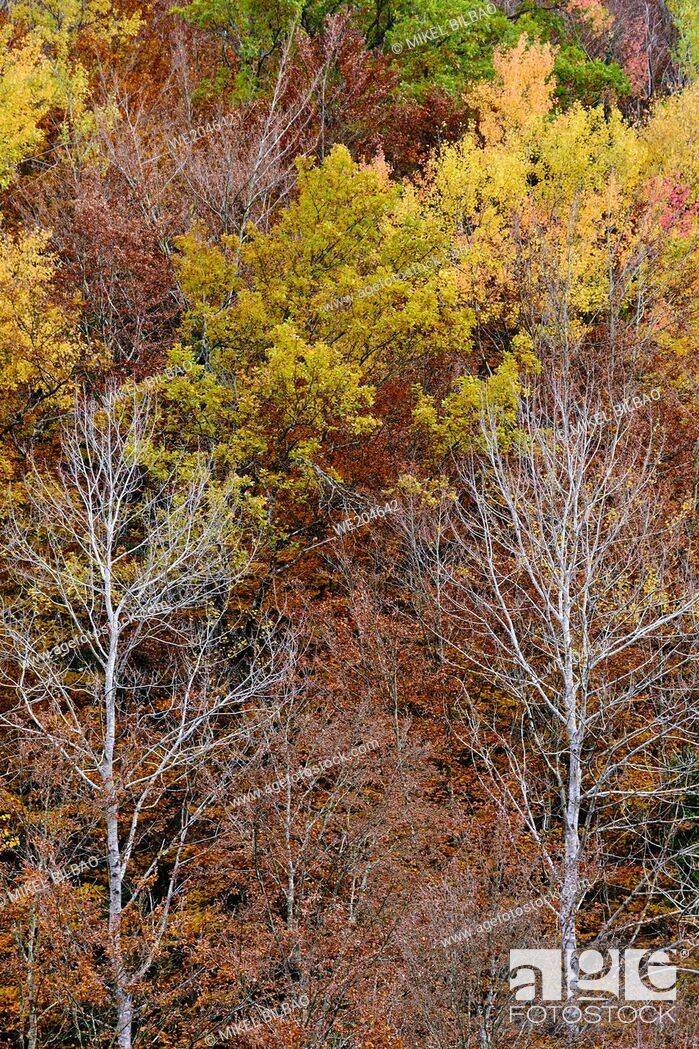 Photo de stock: Decidual forest in autumn. Close to Irati area. Navarre, Spain, Europe.