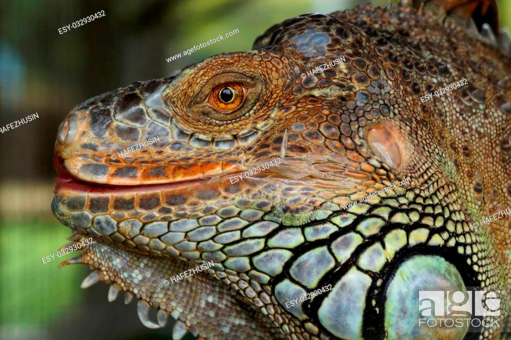 katalog Kakadu Garderobe Close up iguana skin texture, Stock Photo, Picture And Low Budget Royalty  Free Image. Pic. ESY-032930432 | agefotostock