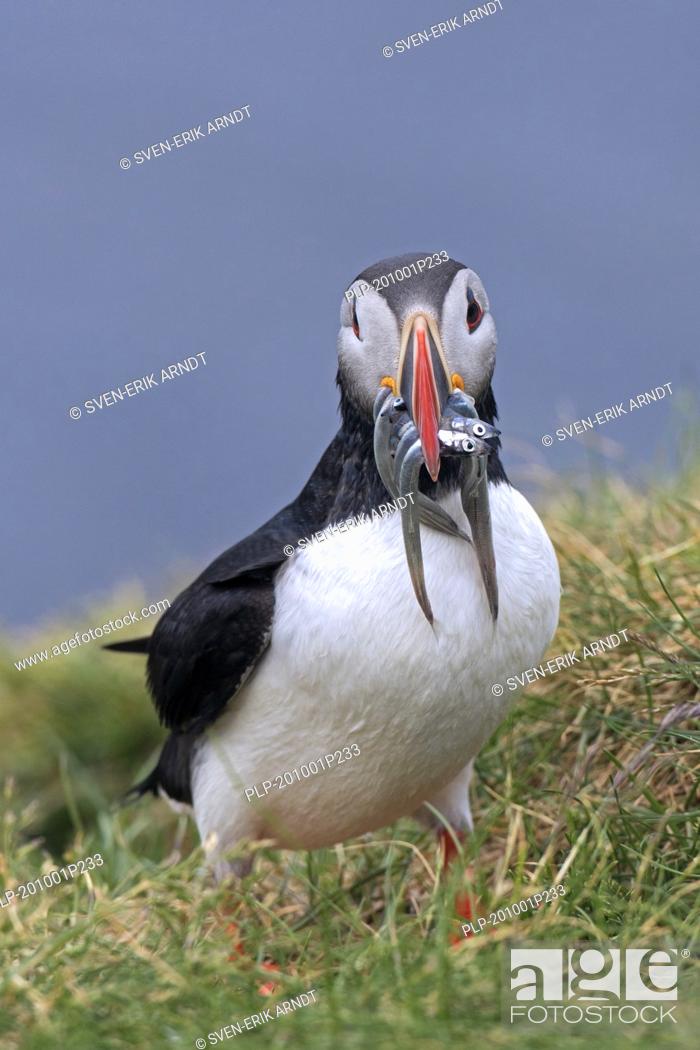Stock Photo: Atlantic puffin (Fratercula arctica) with beak full of fish bringing sand eels / sandeels to burrow on sea cliff top in seabird colony in summer.