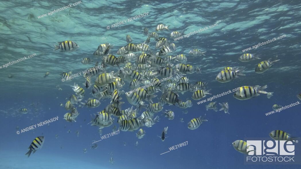 Stock Photo: Tropical fishes of various species feeds in the surface water rich in plankton. Visually distinguishable plankton-rich water layer (rarely seen phenomenon).