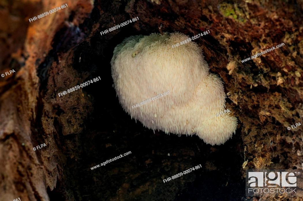 Stock Photo: Fruiting body of the rare bearded tooth (Hericium erinaceus) fungus growing inside a hollow log in the New Forest, Hampshire. October.