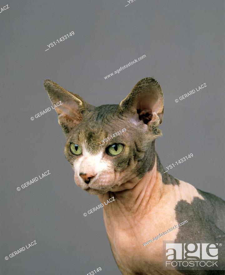 SPHYNX DOMESTIC CAT, CAT BREED WITH NO HAIR, PORTRAIT OF ADULT, Stock  Photo, Picture And Rights Managed Image. Pic. YS1-1433149 | agefotostock